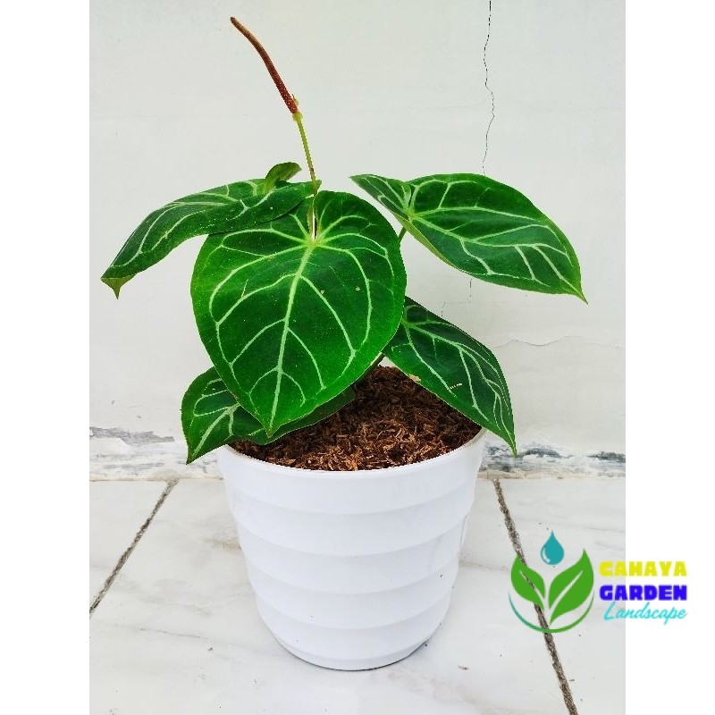 Tanaman Hias hidup kuping gajah sudah berikut pot dan media Tanam