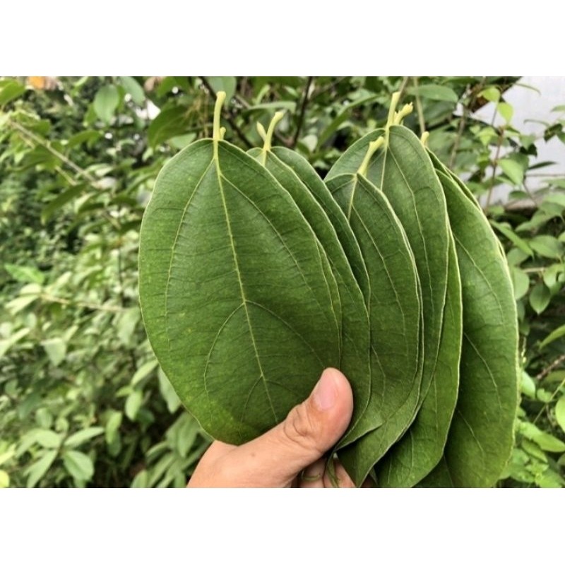 

Daun CincAu Hijau Kipanas Cincau Perdu 100 lembar fresh