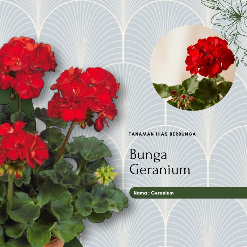 Tanaman hias Bunga Geranium