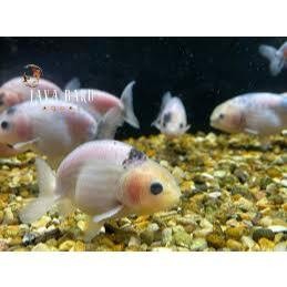 Dekorasi aquarium Paket hemat 3 Ekor Ikan Mas Koki Ranchu Calico berkualitas