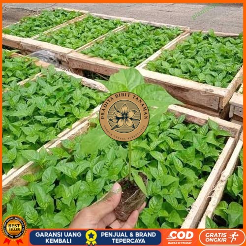 Bibit Cabe Rawit F1 Super | Bibit Tanaman Cabai Rawit F1 Unggul Jaminan Panen | Bibit Cabai Rawit F1