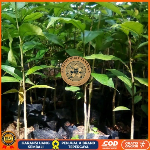 BIBIT TANAMAN KAYU GAHARU/ POHON GAHARU KALIMANTAN Bibit Tanaman Super Unggul PRADITA BIBIT TANAMAN