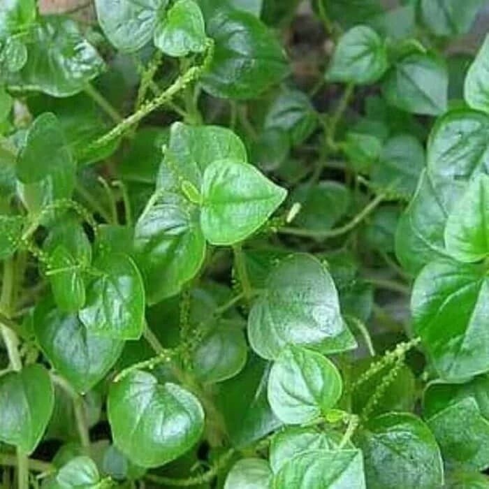 

PROMO Daun ketumpang suruhan atau sereh cina segar 100gram readdy