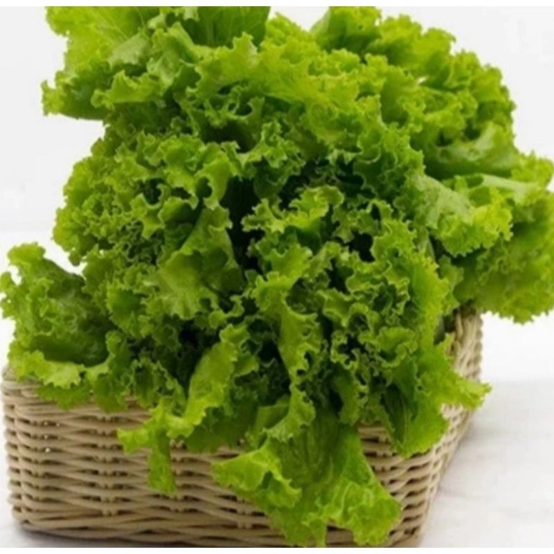 Queen Market Official Selada Segar Selada Salad 1kg