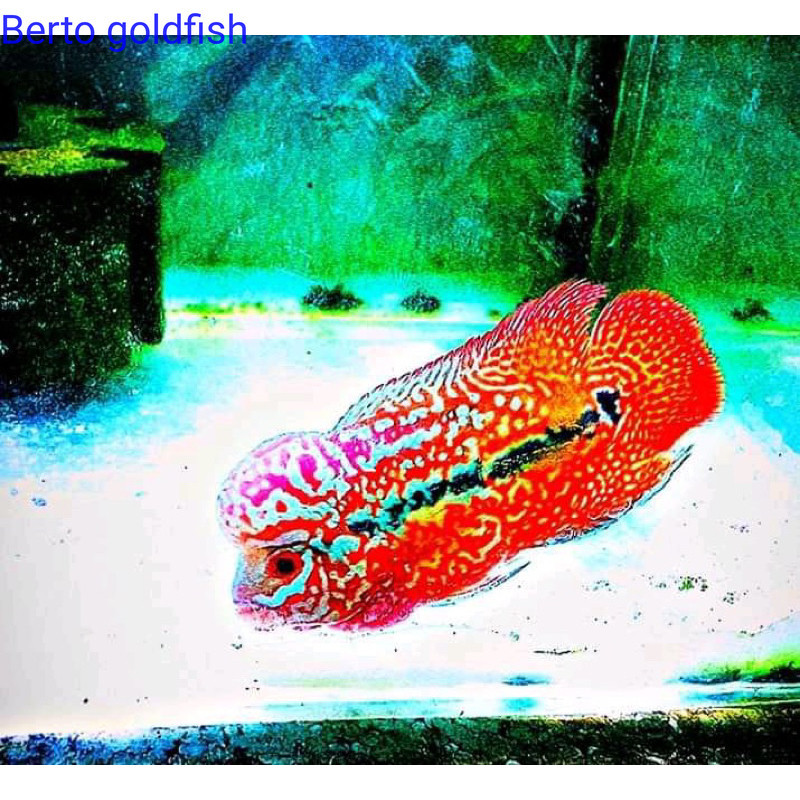 Hiyasan akuarium Burayak Louhan kamfa SuperRed