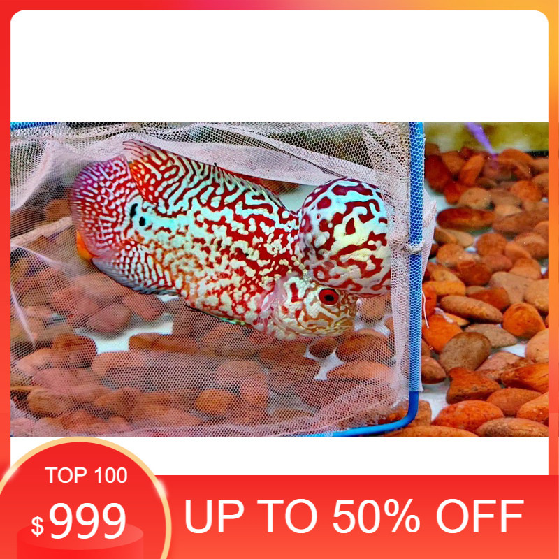 hiyasan akuarium buy 3 get free 1 Burayak louhan kamfa F3 VIP  akuarium