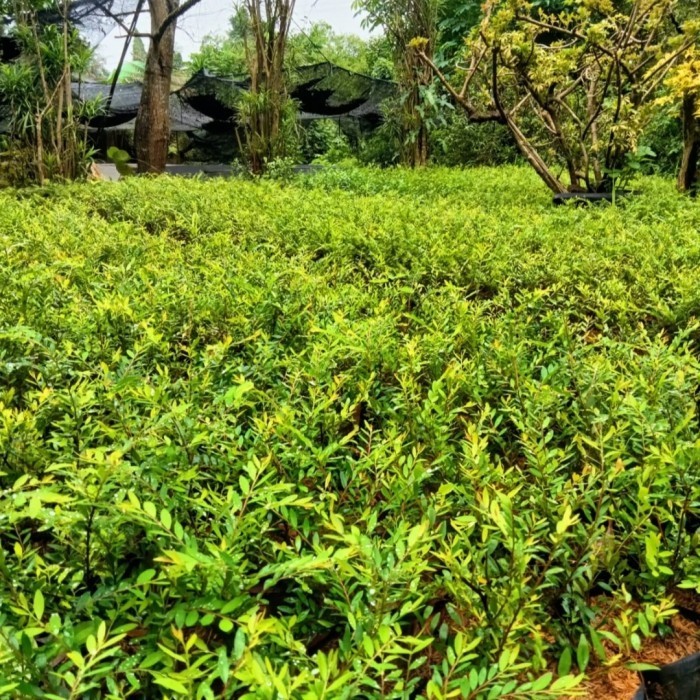 tanaman cendrawasih - pohon cendrawasih