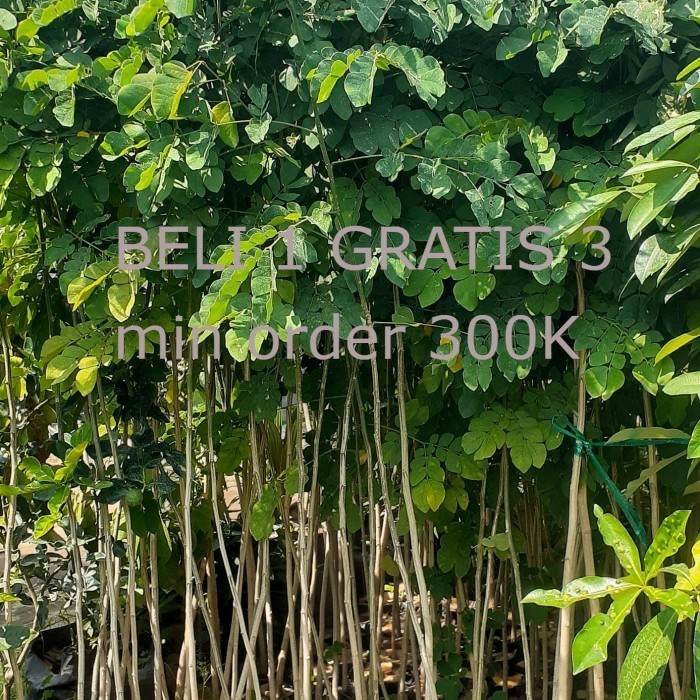 Bibit Trembesi Ukuran 150-180cm Batang Besar | Bibit Pohon Trembesi Keduh Penghijauan | Bibit Tanama