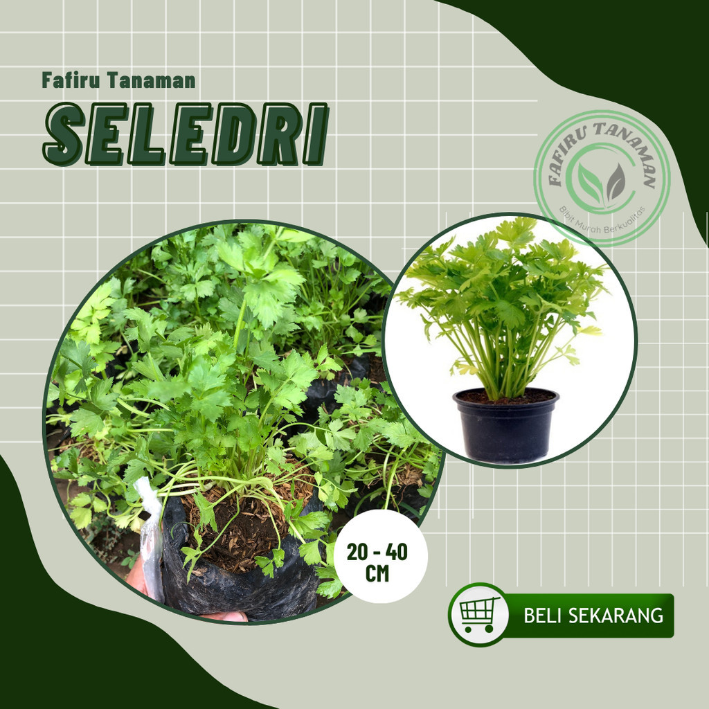 Bibit Tanaman Seledri Daun Seledri