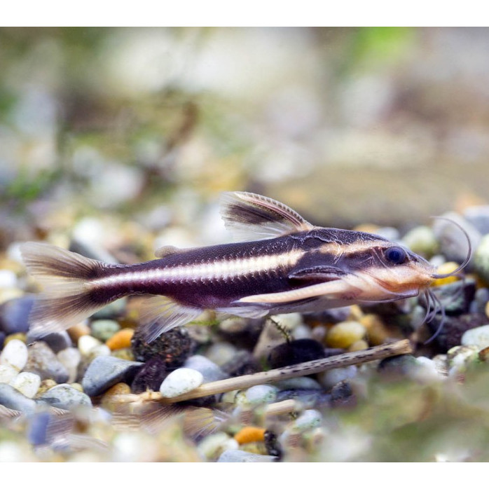 Platydoras / Stripped Raphael Catfish