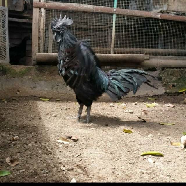 

TELUR AYAM HIAS CEMANI LIDAH HITAM FRESS