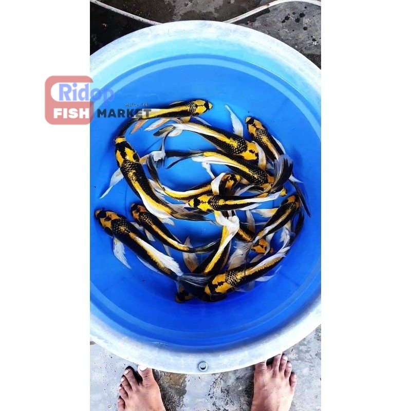 paket 2 ekor koi kabuto berkualitas