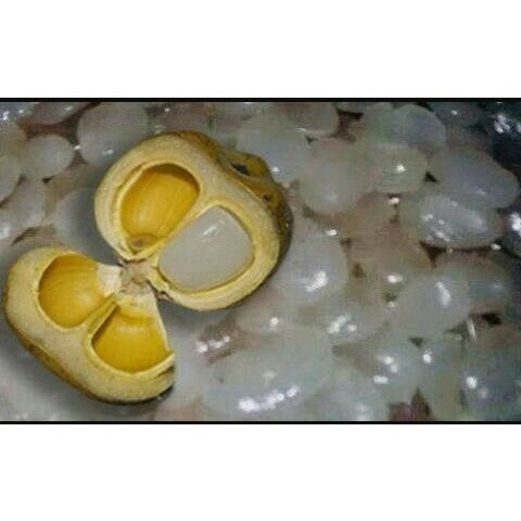 

PROMO SEGAR 1kg Kolang Kaling segar muda fresh (R_family)
