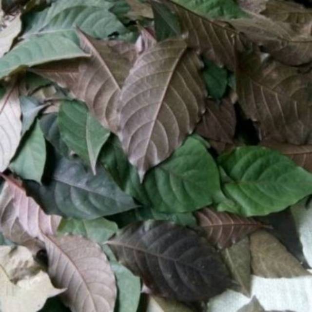 

DAUN UNGU / HANDEULEUM OBAT WASIR 250gram FA