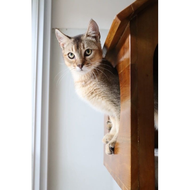 KUCING BSH SCOTTISH MAINCOON MUNCHKIN BENGAL BY TAMARA CAT HOUSE