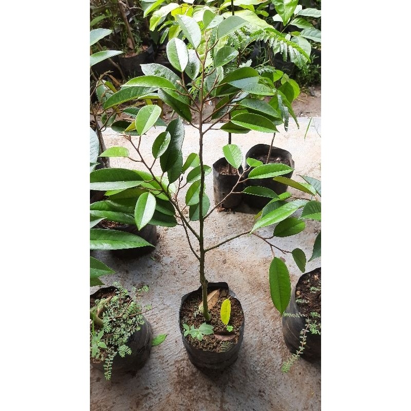 Bibit Durian Bawor 1 METER BATANG BESAR