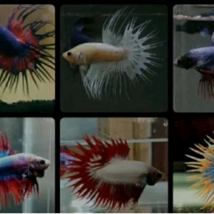 Cupang Serit Crown taiL 1 pair Sepasang siap breading