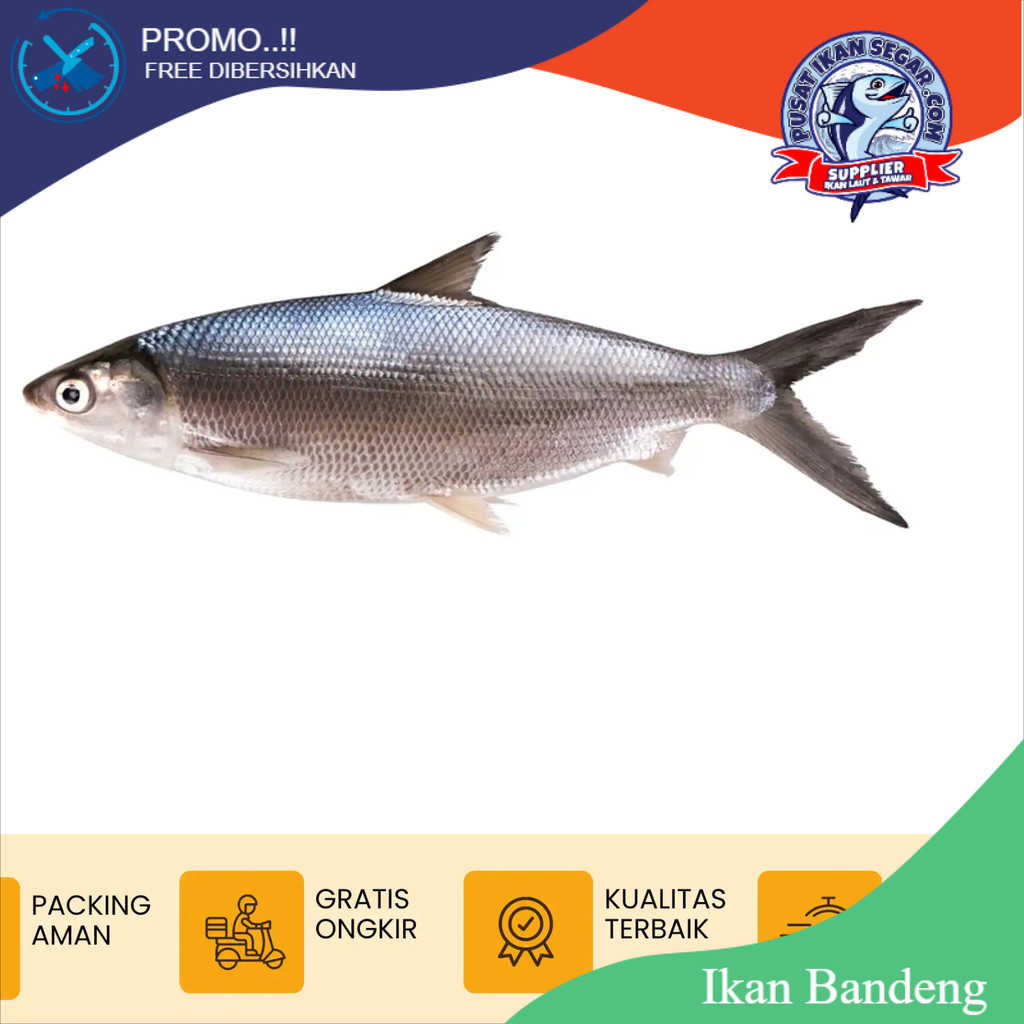 

Ikan Bandeng Segar 1 Kg Free Dibersihkan