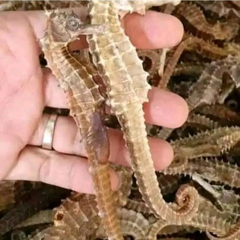 

KL LAUT KERING 1KG ISI 100-150 - Anugrah Megah