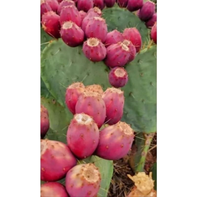 BIBIT KAKTUS BARSUMY BUAH ( OPUNTIA FICUS INDICA )
