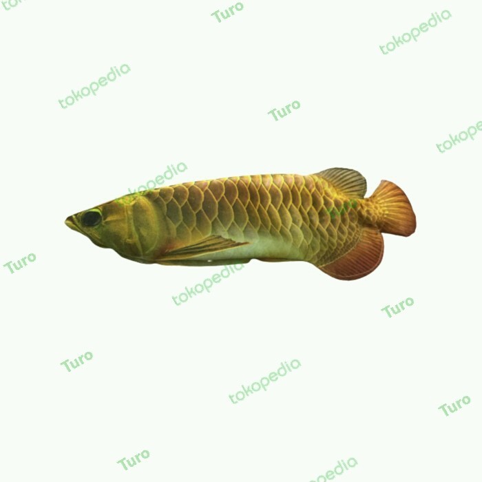 

[P R O M O] kotak pensil bentuk gambar ikan lucu unik tempat alat tulis dompet hp - Kuning