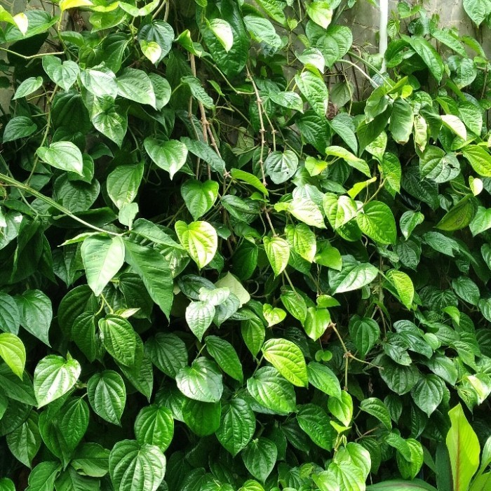 

DAUN SIRIH SEGAR | langsung petik | Daun Sirih segar 100 Lembar