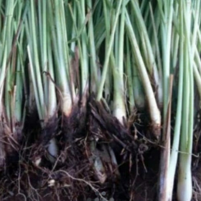 

bibit tanaman sereh bumbu herbal per batang