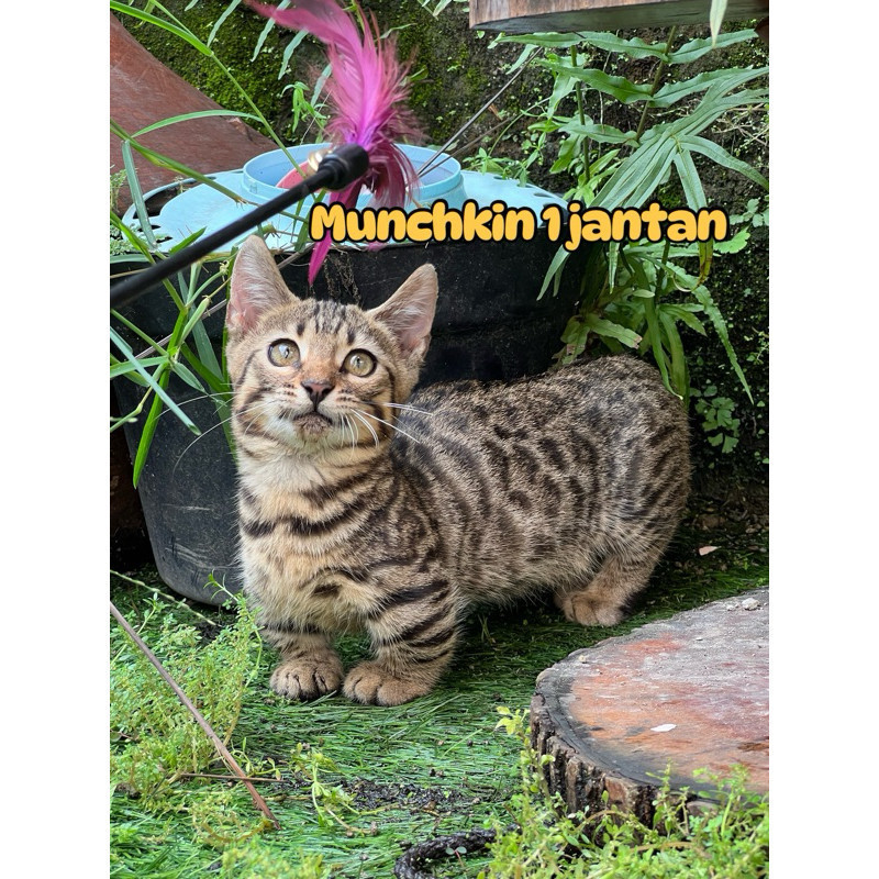 DISKON Kucing munchkin genneta kaki pendek