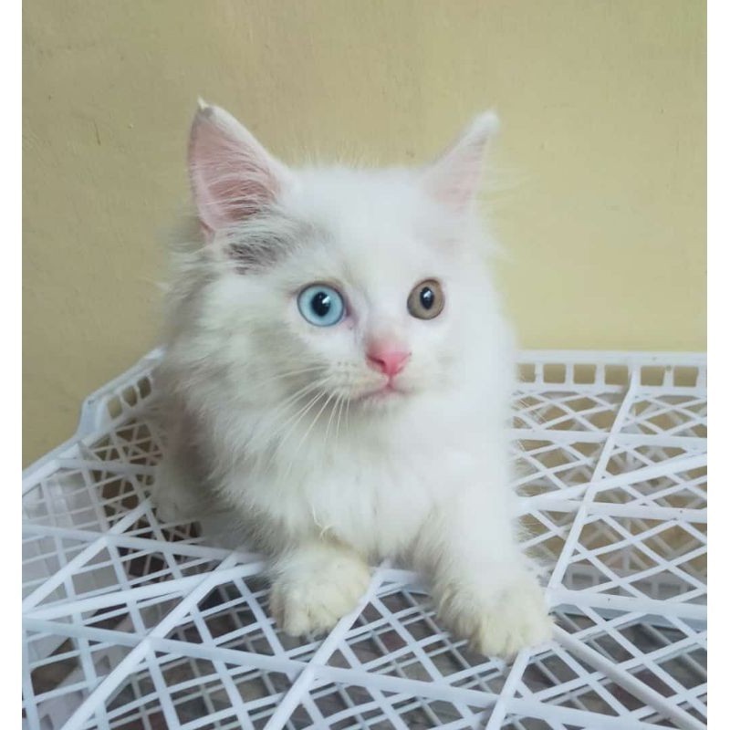 kucing persia maincone white solid odd eye