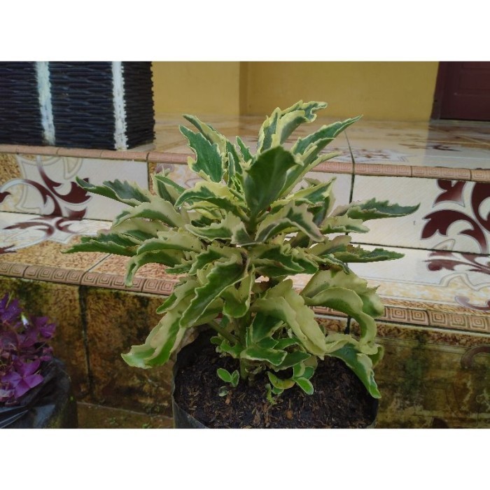 Tanaman hias cocor bebek varigata