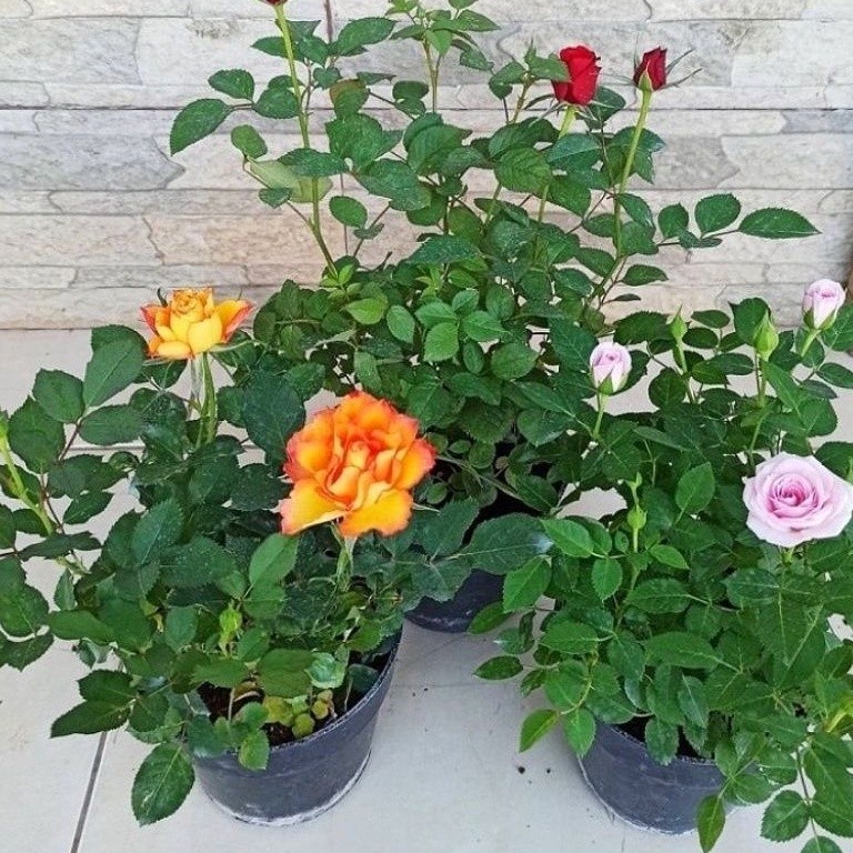 Tanaman Hias Bunga Mawar Varian Warna Pohon Mawar Bunga Hias Mawar Asli Tanaman Hidup Bunga Mawar Ca