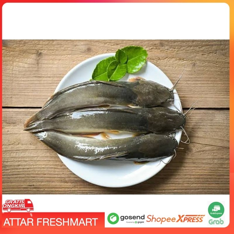 

Lele Segar 1Kg