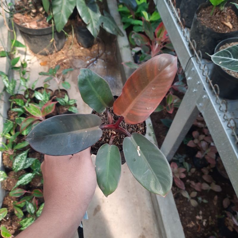 {BISA COD} tanaman philodendron black cardinal asli original