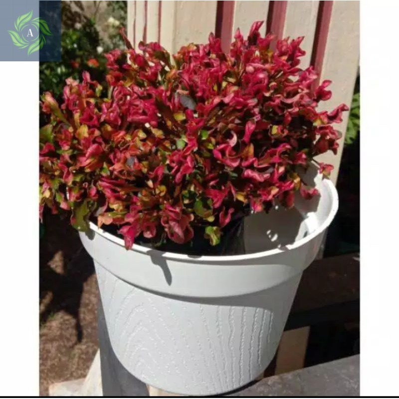 Tanaman Hias Krokot Merah Kualitas Terbaik, Tanaman Hiasan Taman Krokot