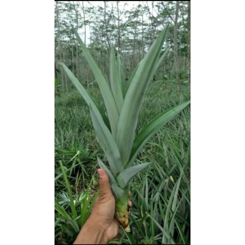 BIBIT NANAS MADU JUMBO TANPA DURI SIAP TANAM