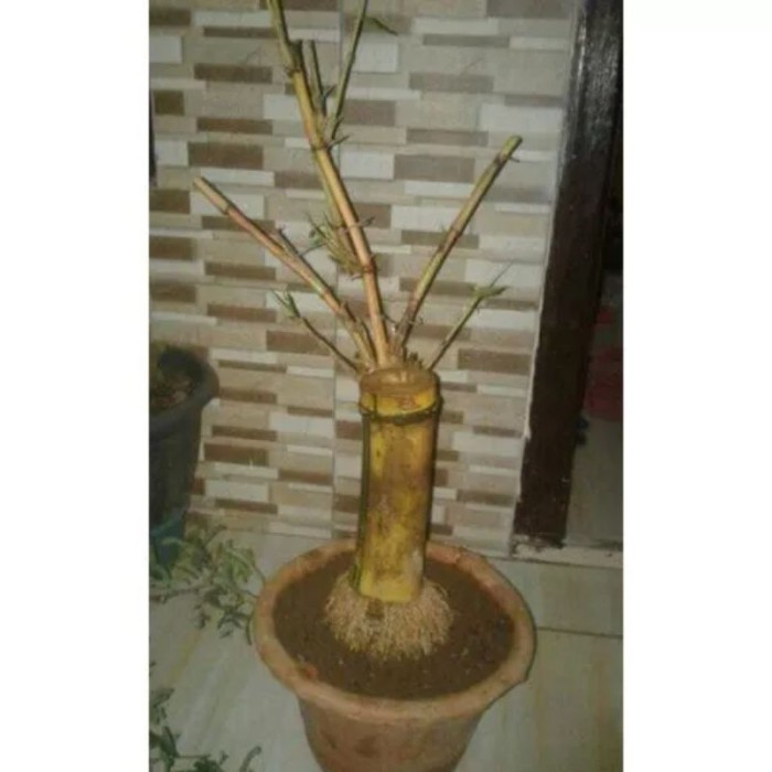 

NEW BONGGOL BAMBU KUNING BAHAN BONSAI UKURAN JUMBO . .