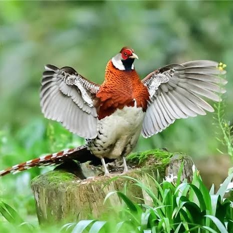 

Telur ayam hias ringneck elliot pheasant fertil untuk ditetaskan