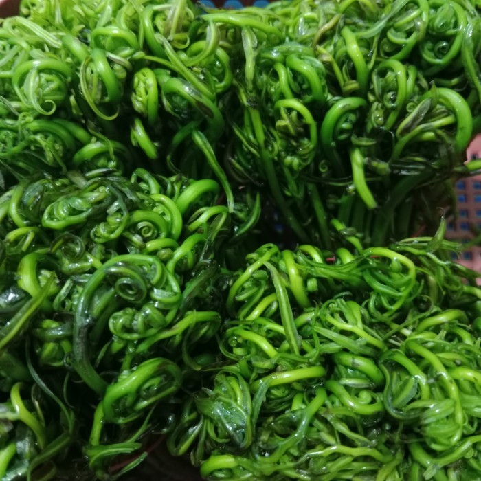 

Sayur pucuk pakis / segar / pack