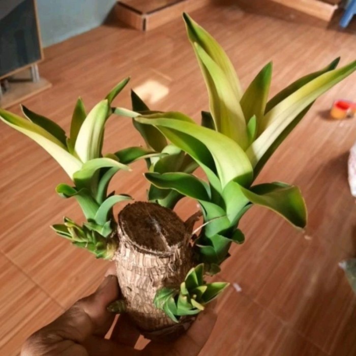 

Stek cutting bahan bonsay pohon hanjuang andong