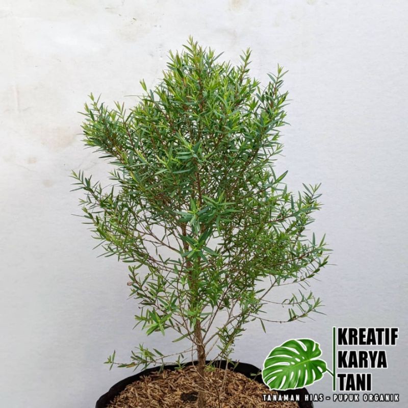 ( BISA BAYAR DI TEMPAT ) Tanaman herbal kayu putih - Pohon kayu putih