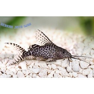 Kebutuhan akuarium Ikan Hias sapu sapu PAKET ISI 10 Synodontis Sinodentis Pemakan Alga Lumut tukang 