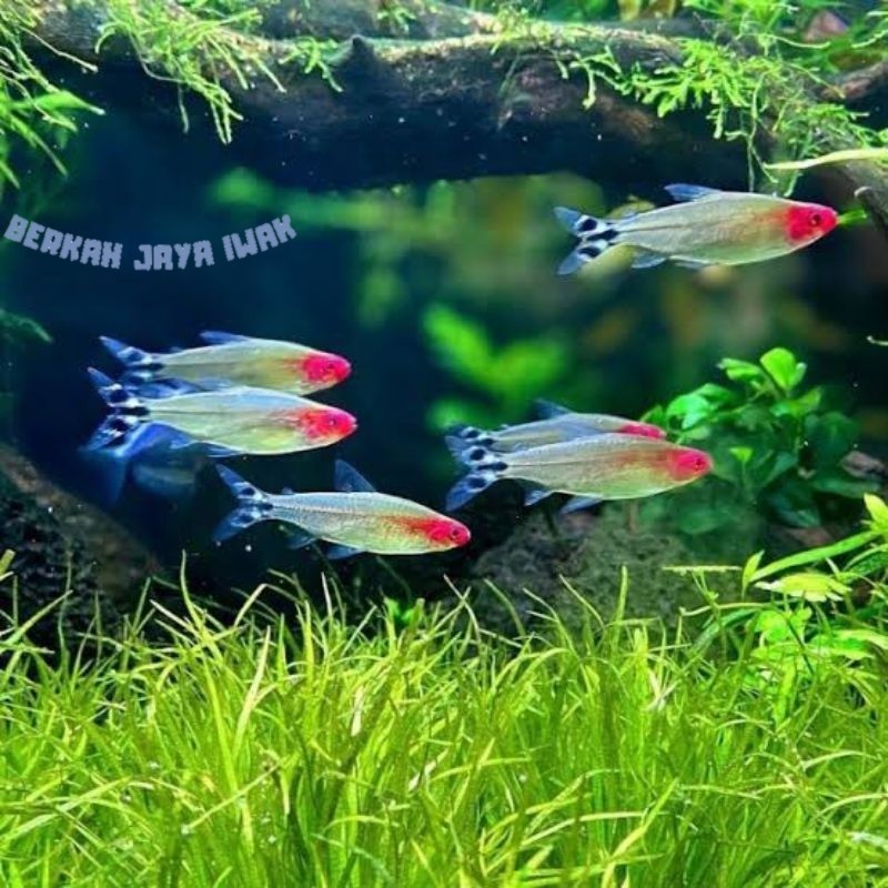 Pemanis aquascape RED NOSE TETRA ISI 10 EKOR ikan aquascape size 1.5 cm COD