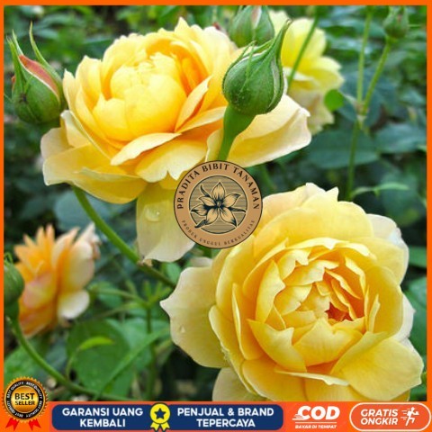 Bibit Tanaman Hias Bunga Mawar Kuning / BUNGA MAWAR Bibit Tanaman Super Unggul PRADITA BIBIT TANAMAN