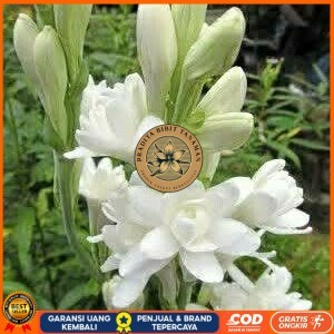 Bibit Bunga Sedap Malam Siap Berbunga Bibit Tanaman Super Unggul PRADITA BIBIT TANAMAN
