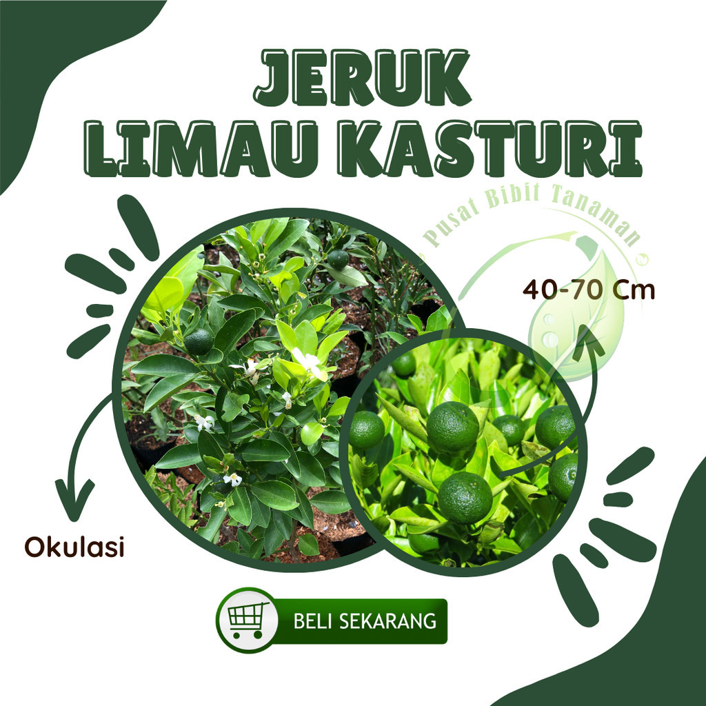 Bibit Jeruk Limau/jeruk sambal jeruk sambal atau jeruk limau