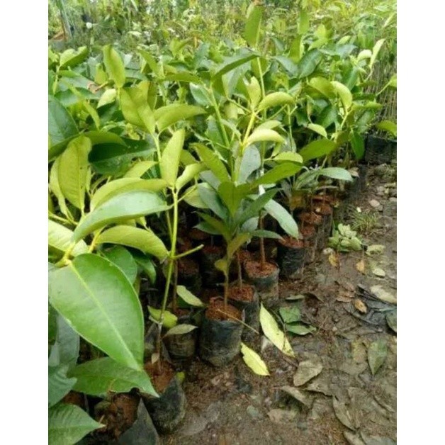COD Bibit Manggis/Bibit Buah Manggis/Benih Pohon Manggis ready