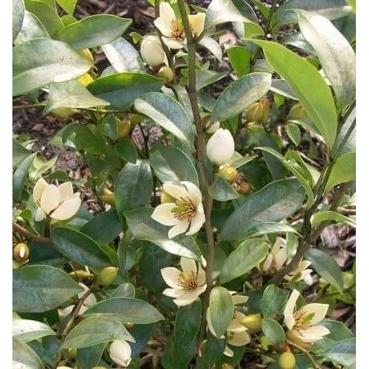 tanaman hias bunga cempaka mulya