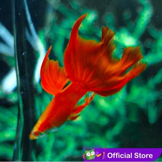 Guppy Albino Full Red Swallow Ribbon / AFRSWR / Ikan Hias Air Tawar