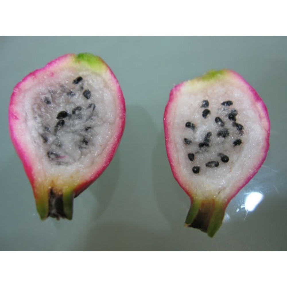 Bibit Tanaman Buah Wijaya Kusuma Buah Naga Mini (epiphyllum guatemalense)-buah naga mini-