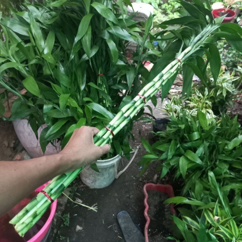 Bambu hoki panjang 1 meter